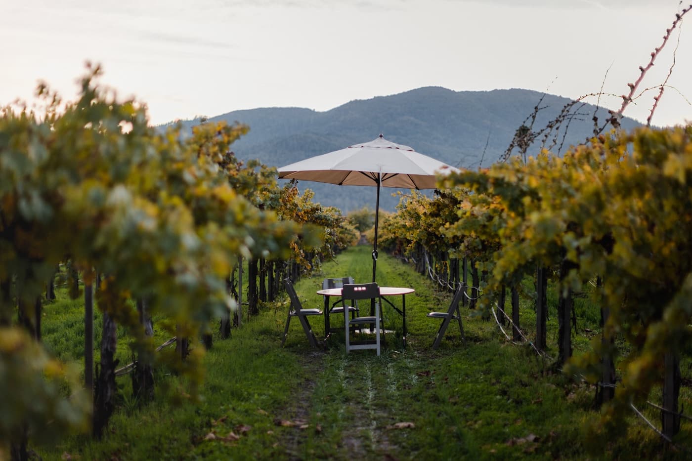 Dîner de gala entre les vignes en Toscane